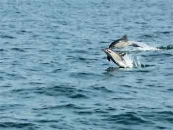 dauphins