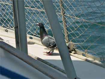 pigeon