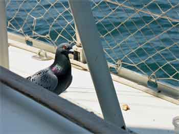 pigeon