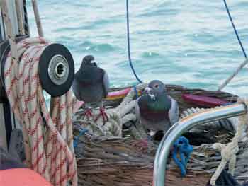 pigeons