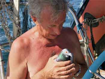 pigeon pierre